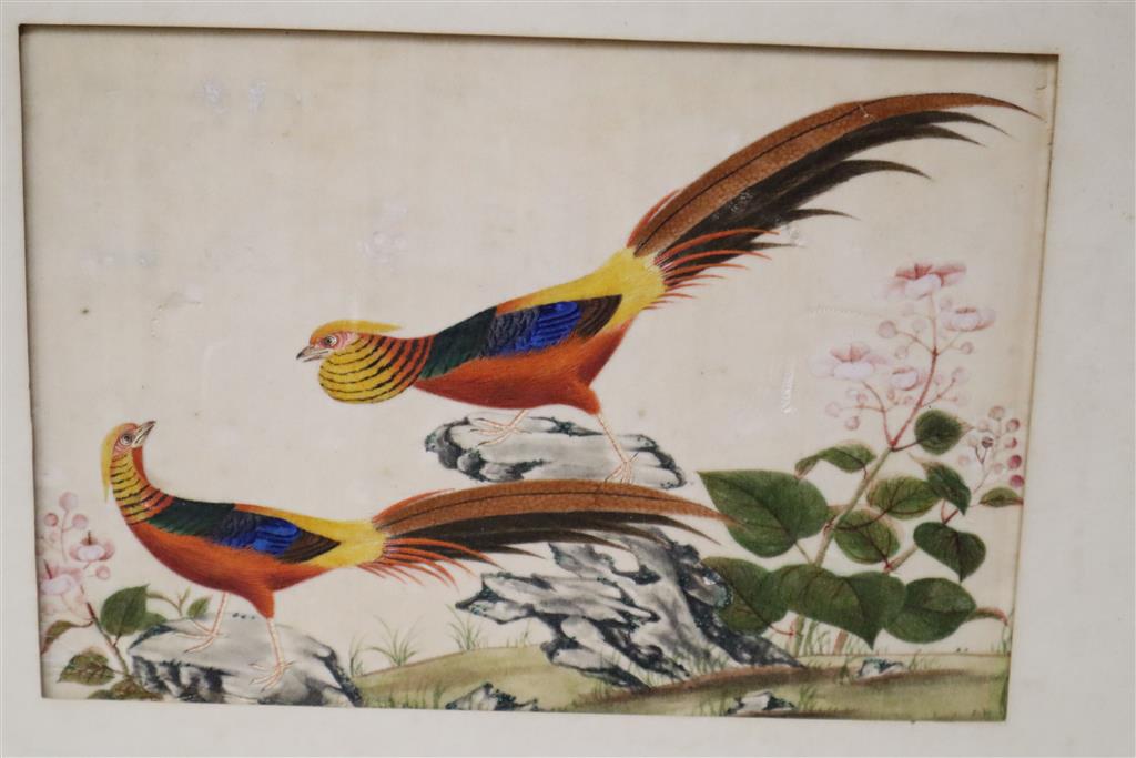 19th century Chinese School, gouache on pith paper, Study of a butterfly and flowers, 11 x 17cm and five other pictures